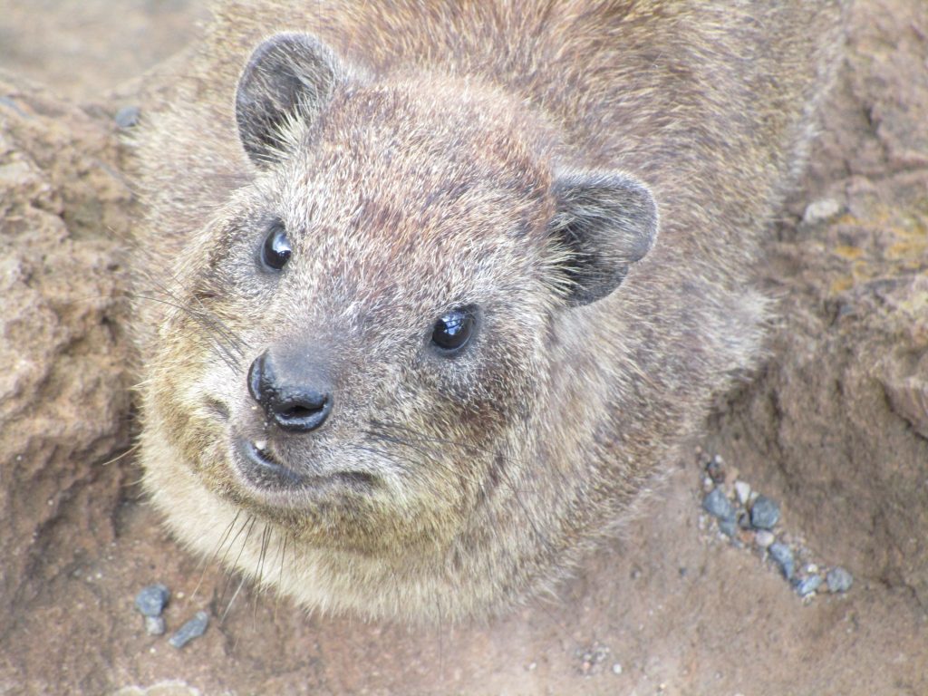 Rock hyrax