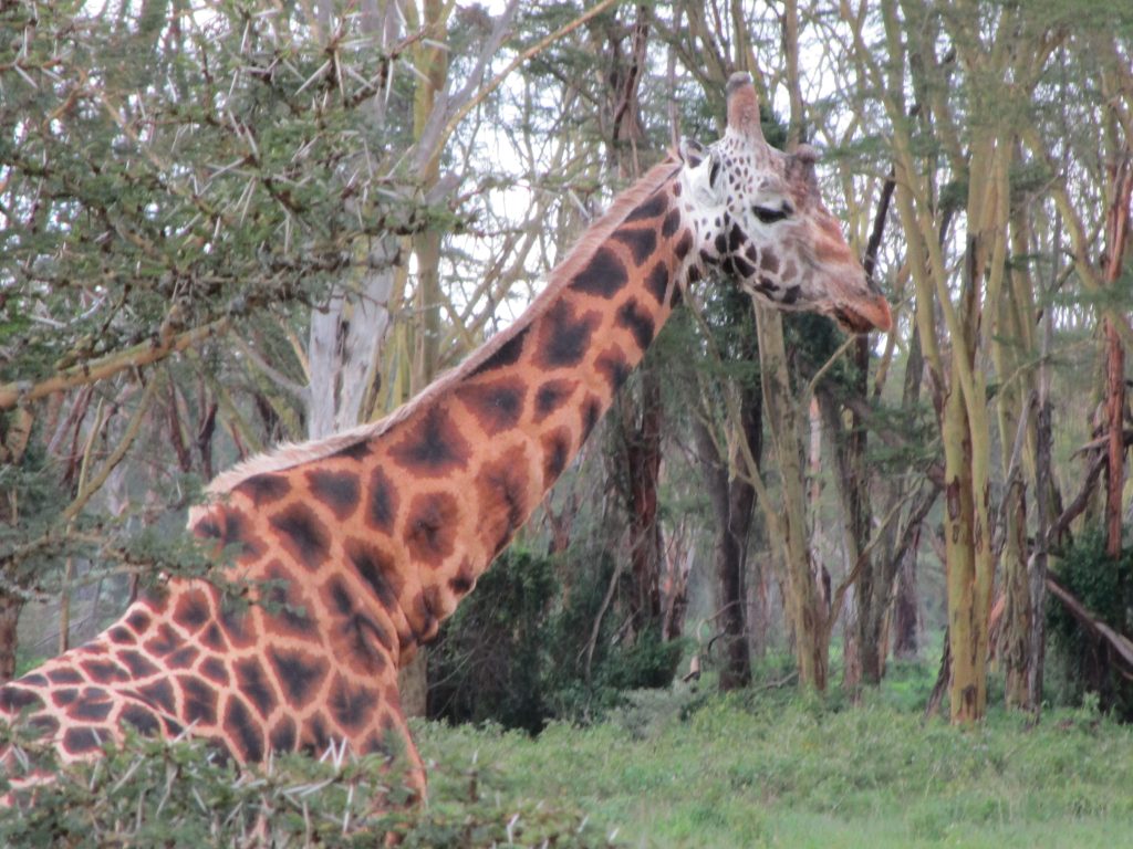 In Masai Mara I appreciated how one visitor compared them to dinosaurs