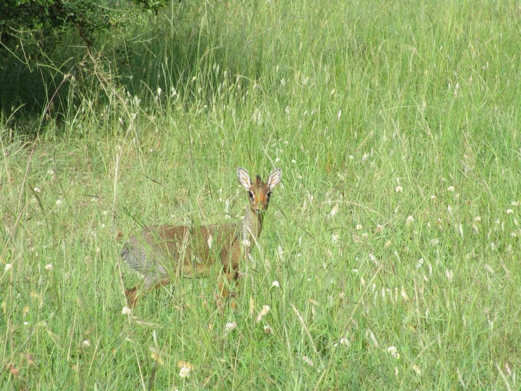 Don't be a dik-dik.