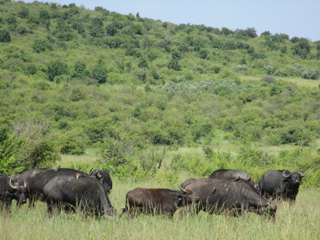 FWB: buffalo and birdies.