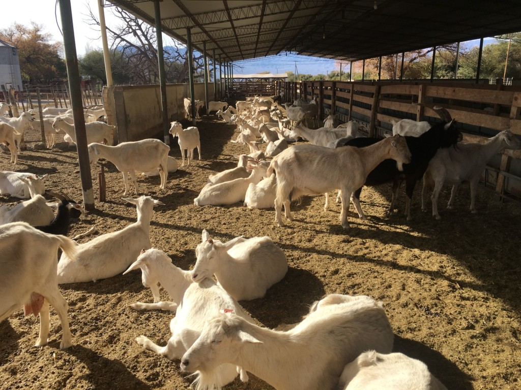 Cabras de Cafayate