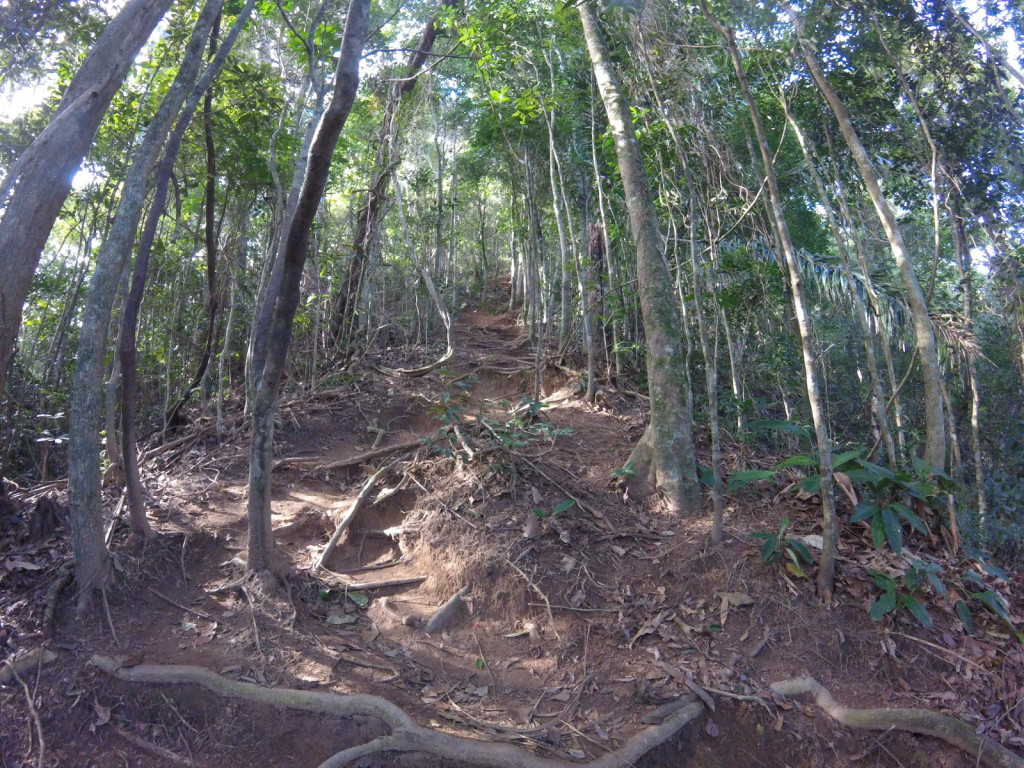 Hiking up Corcovado